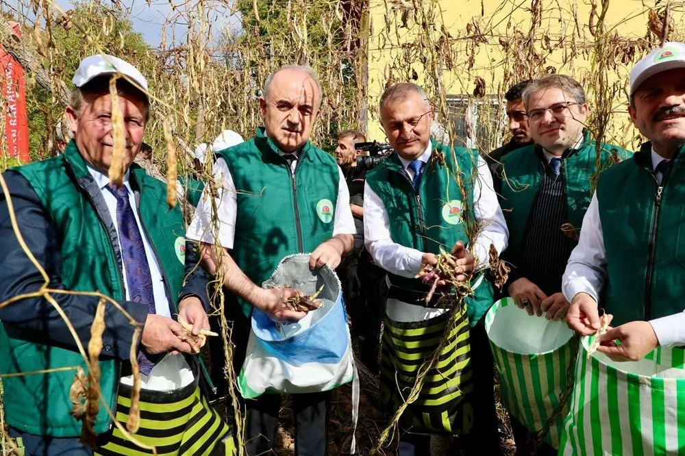 Ordu’nun Akkuş ilçesinde coğrafi işaret tescilli Akkuş Şeker Fasulyesi’nin 5.