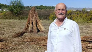 Türk Patent ve Marka Kurumu tarafından “Manavgat Altın Susamı” olarak