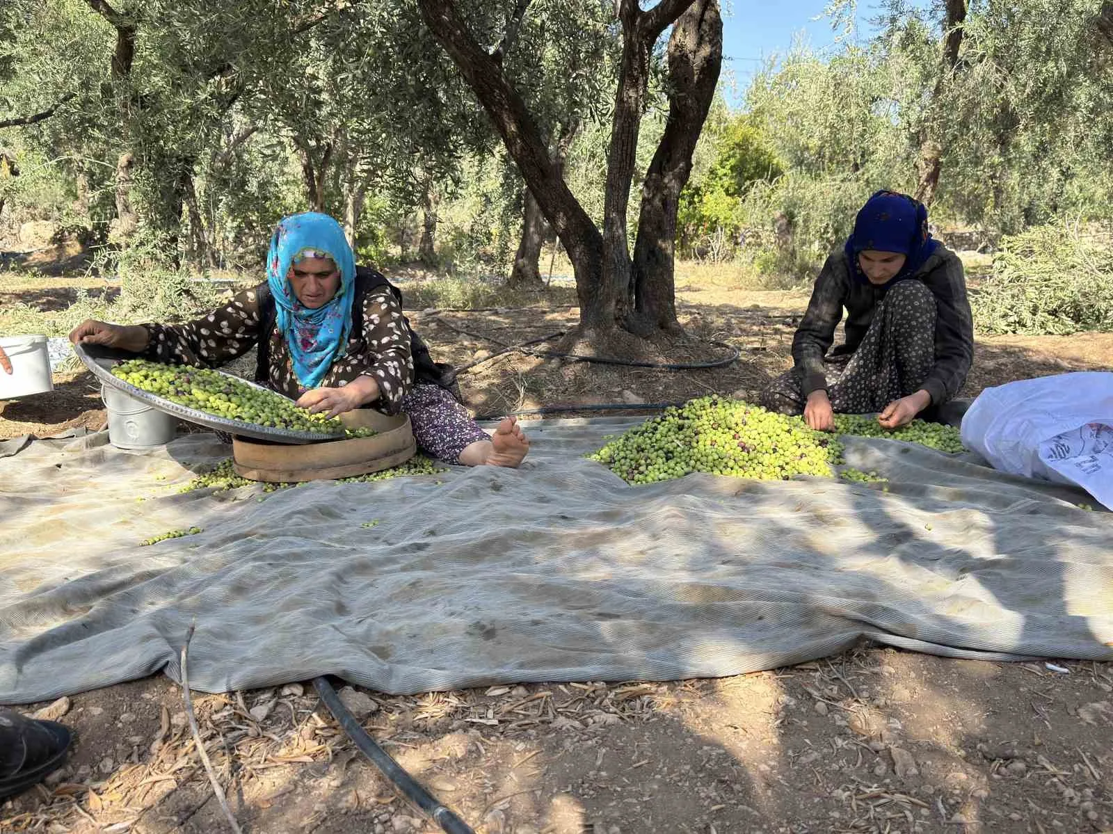Mardin’in Derik ilçesinde dededen kalma yöntemlerle organik olarak yetiştirilen Derik