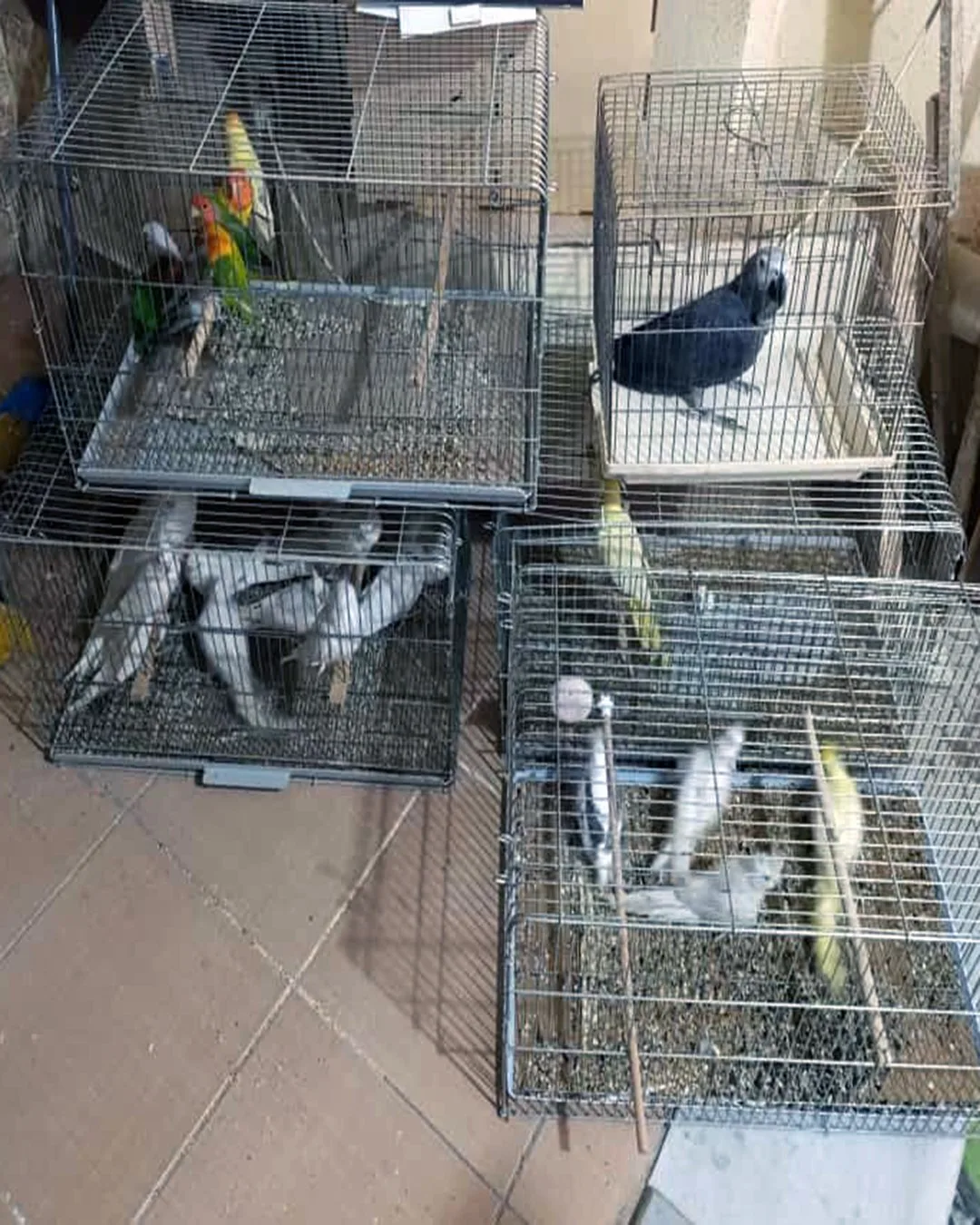 Tekirdağ Çorlu’da yasadışı yollarla temin edilen egzotik kuşların üretildiği işyeri