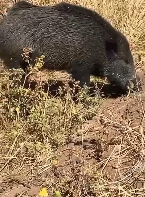 Elazığ’da bir vatandaş, dağ bayır gezip göremediği domuzu merkeze bağlı