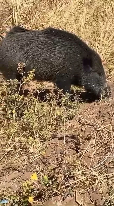 Elazığ’da bir vatandaş, dağ bayır gezip göremediği domuzu merkeze bağlı