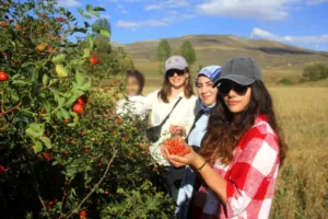 Doğada organik olarak yetiştiği için en saf meyvelerden birisi sayılan