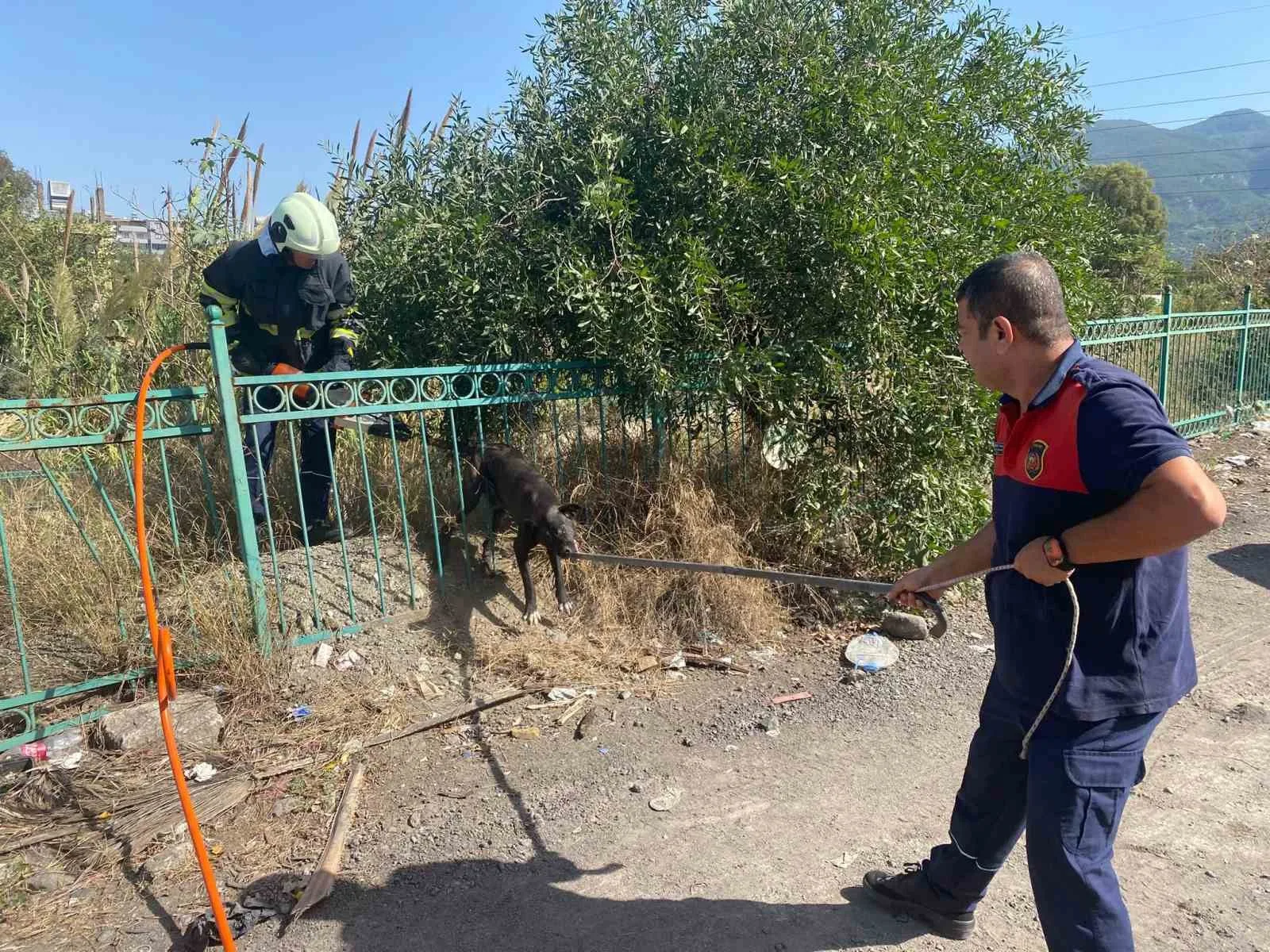 Hatay’ın Payas ilçesinde demir korkuluğa sıkışıp mahsur kalan köpek, itfaiye