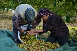 Manisa’nın Demirci ilçesinde yılda 13 bin 400 dekar alanda yaklaşık
