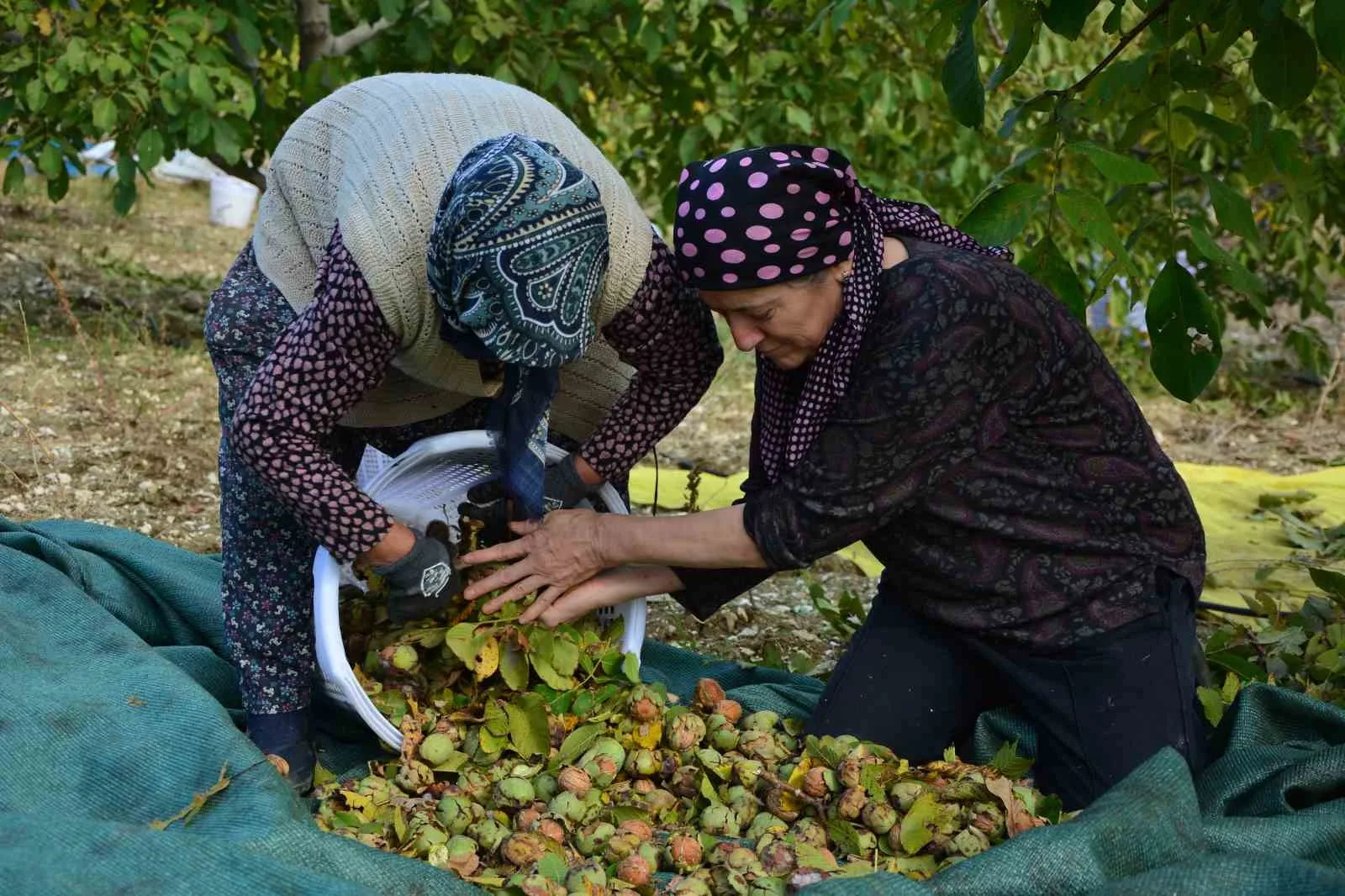 Manisa’nın Demirci ilçesinde yılda 13 bin 400 dekar alanda yaklaşık