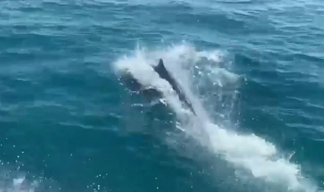 Mersin’de deniz polisinin Akdeniz’deki devriyesine ’Yunuslar’ın eşlik etmesi izlemesi keyif