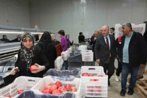 25 dekar alanda yapılan üretim ile Türkiye’nin 5’inci nar deposu