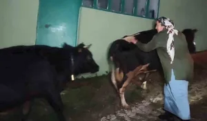 Bartın’ın Ulus ilçesinde şiddetli yağış nedeniyle derenin suyu yükselince merada