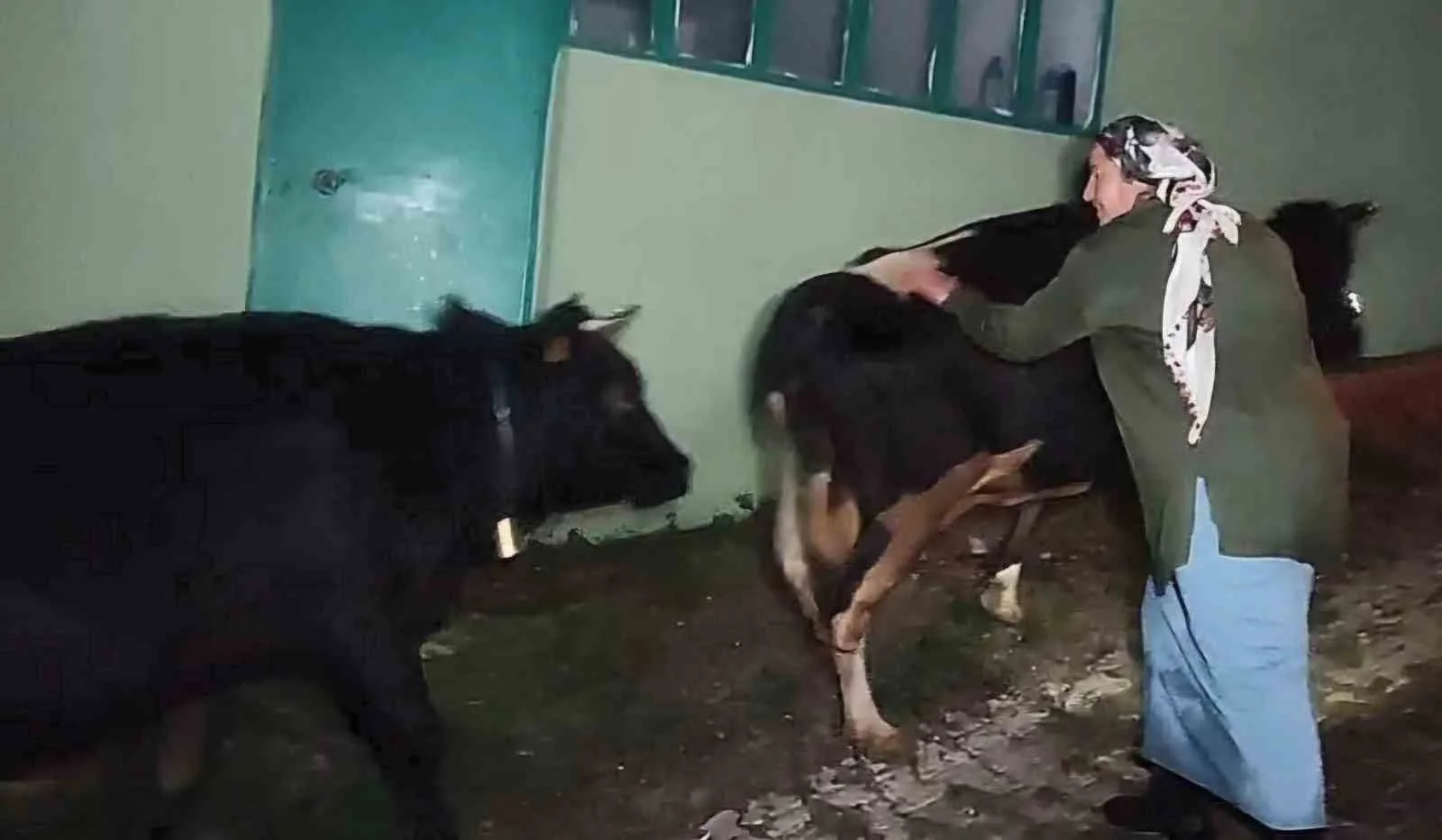 Bartın’ın Ulus ilçesinde şiddetli yağış nedeniyle derenin suyu yükselince merada
