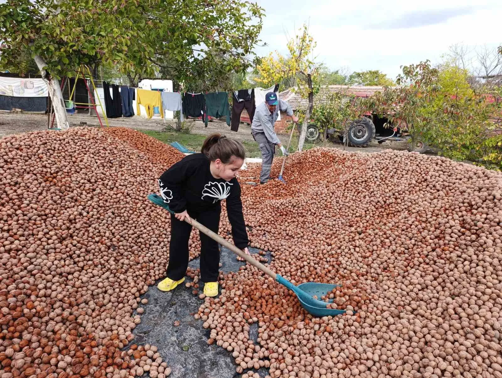 Edirne’nin İpsala ilçesine bağlı Karaağaç köyünde, devletin 49 yıllığına ceviz