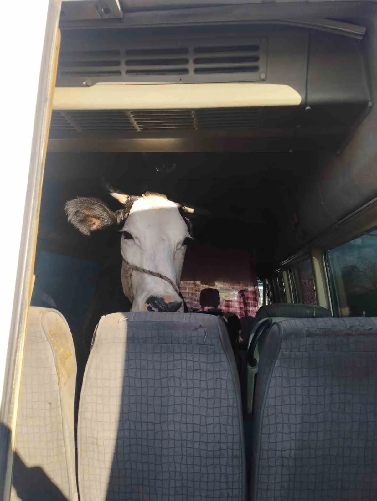 Aydın’ın Didim ilçesinden iki hayvan çalarak ortadan kaybolan hırsızlar, Didim