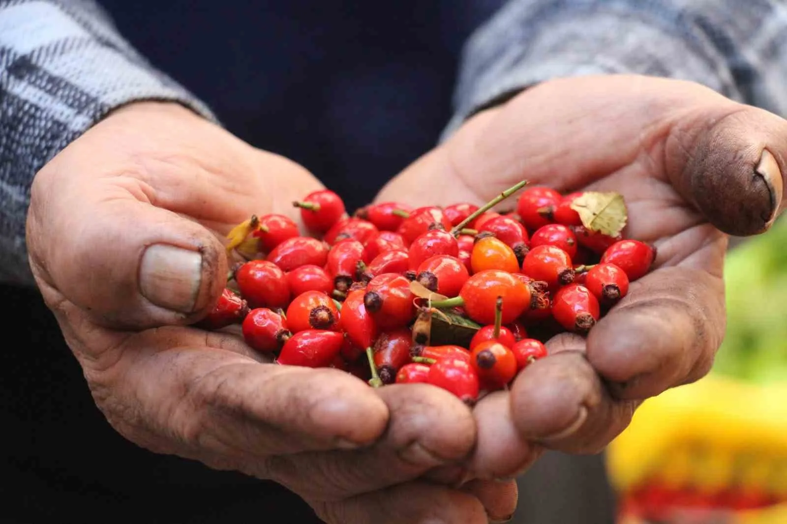 Aydın’ın dağlarından binbir zahmetli toplanan, kış aylarında tercih edilen kuşburnuna