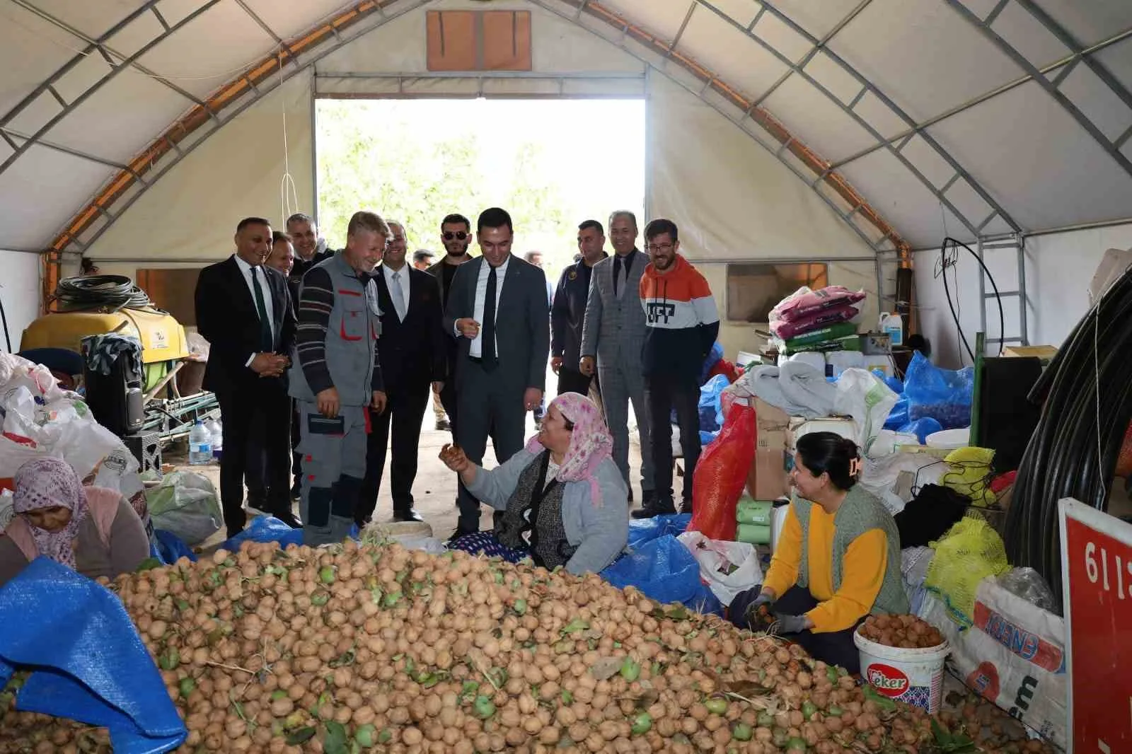 Afyonkarahisar’ın Dinar ilçesinde ceviz hasadı başlarken, rekoltenin bu yıl çiftçileri