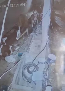 Diyarbakır’ın Çermik ilçesinde yıldırımın isabet etmesi sonucu 3 inek telef