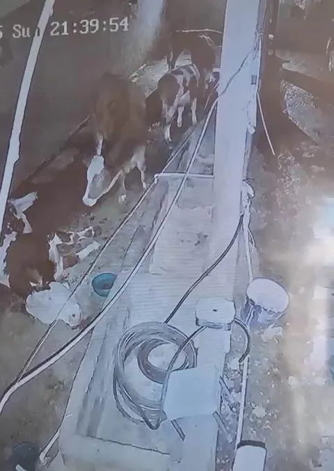 Diyarbakır’ın Çermik ilçesinde yıldırımın isabet etmesi sonucu 3 inek telef