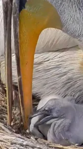 Doğa Koruma ve Milli Parklar Genel Müdürlüğü (DKMP), Balıkesir’in Manyas