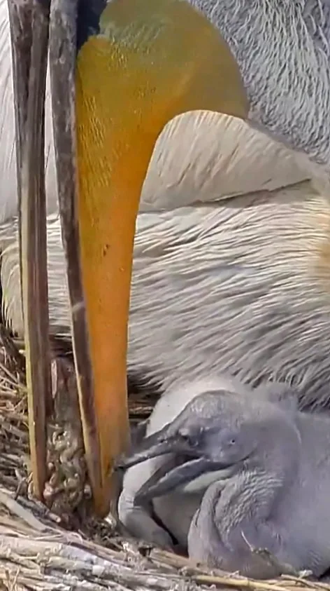 Doğa Koruma ve Milli Parklar Genel Müdürlüğü (DKMP), Balıkesir’in Manyas