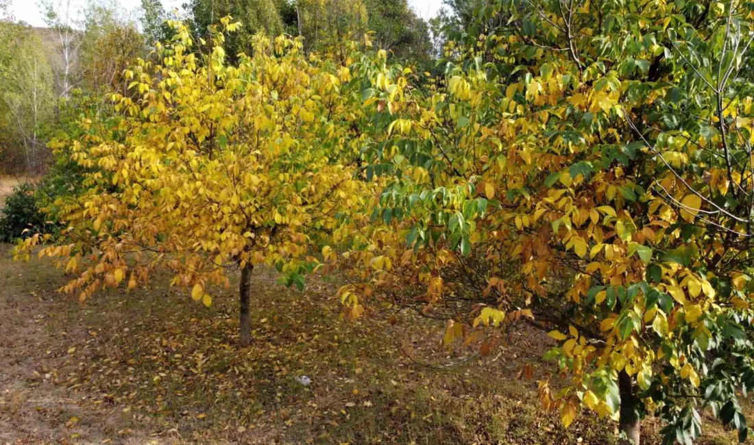 Yozgat’ın Çandır ilçesinde sonbaharla birlikte doğa adeta renkten renge büründü.