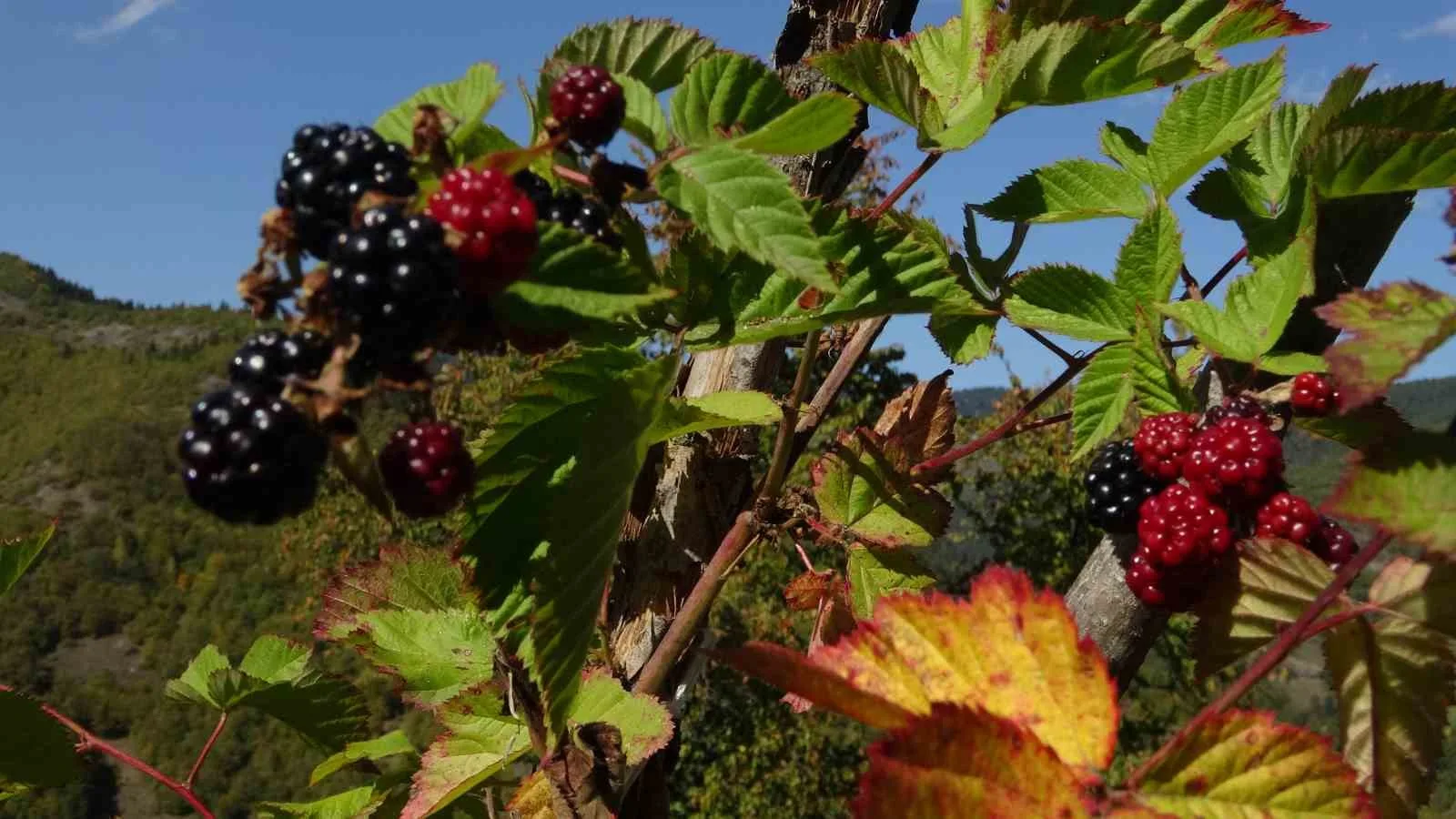 Giresun’un Yavuzkemal beldesinde yaşayan 60 yaşındaki Erdoğan Sarı, 10 yıldır