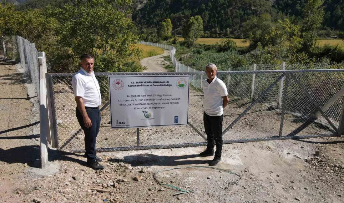 Kastamonu’nun Tosya ilçesinde domuzların sürekli zarar vermesi sebebiyle hasat yapılamayan