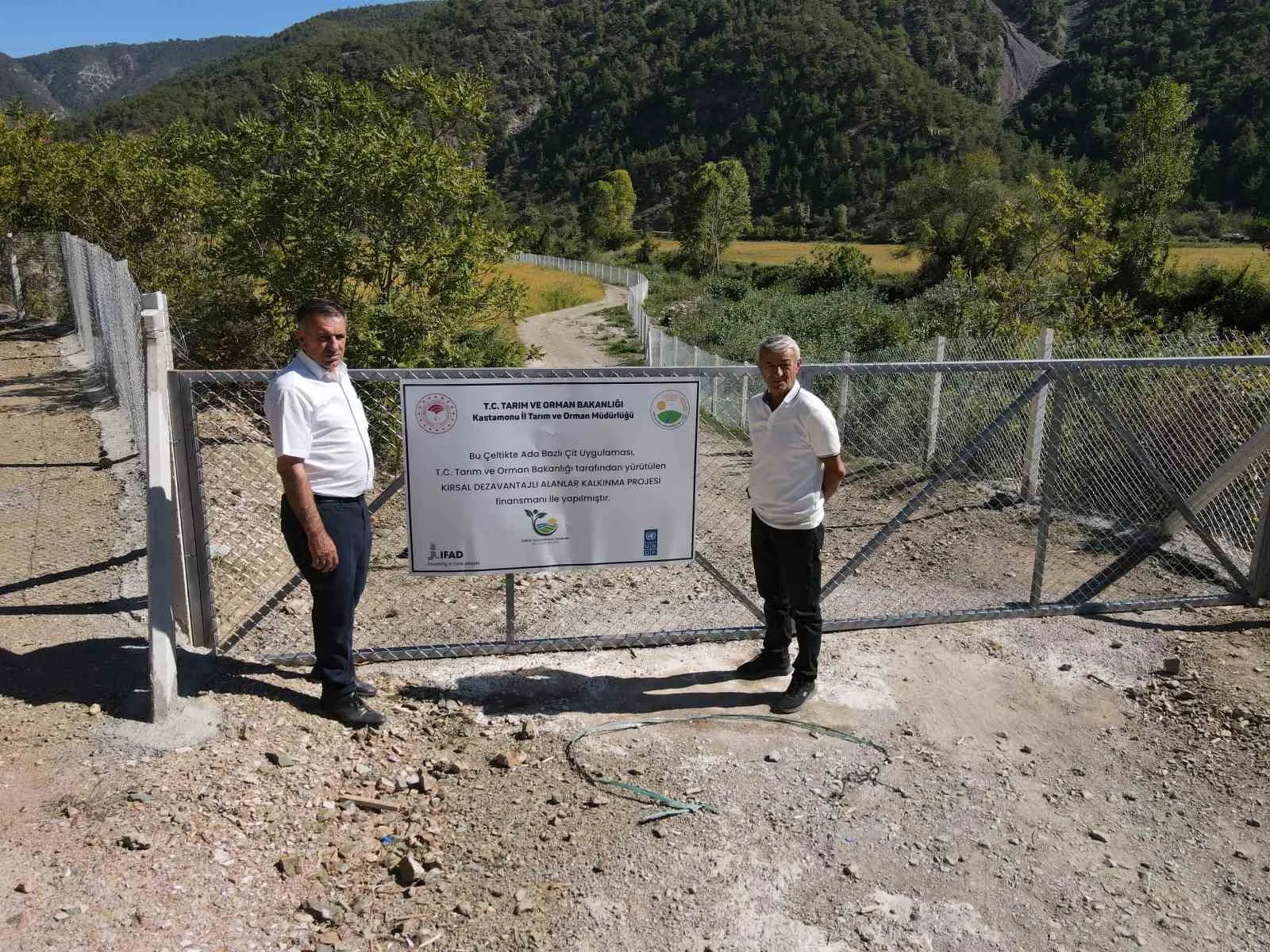 Kastamonu’nun Tosya ilçesinde domuzların sürekli zarar vermesi sebebiyle hasat yapılamayan