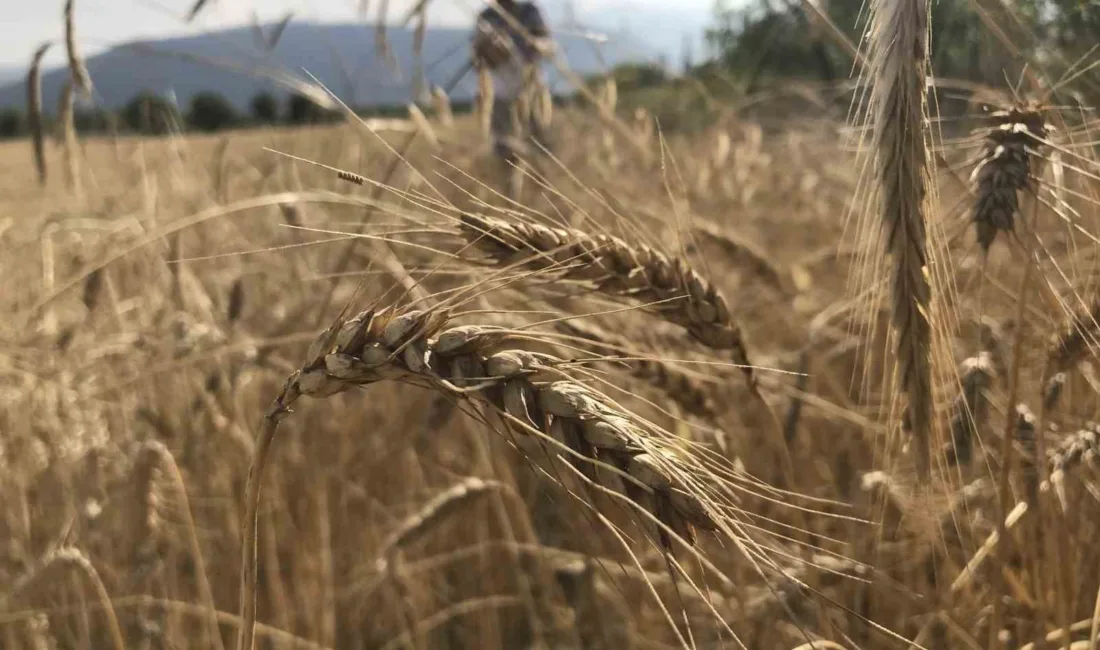 Uluslararası Hububat Konseyi (IGC), dünya hububat arzında tüm zamanların en