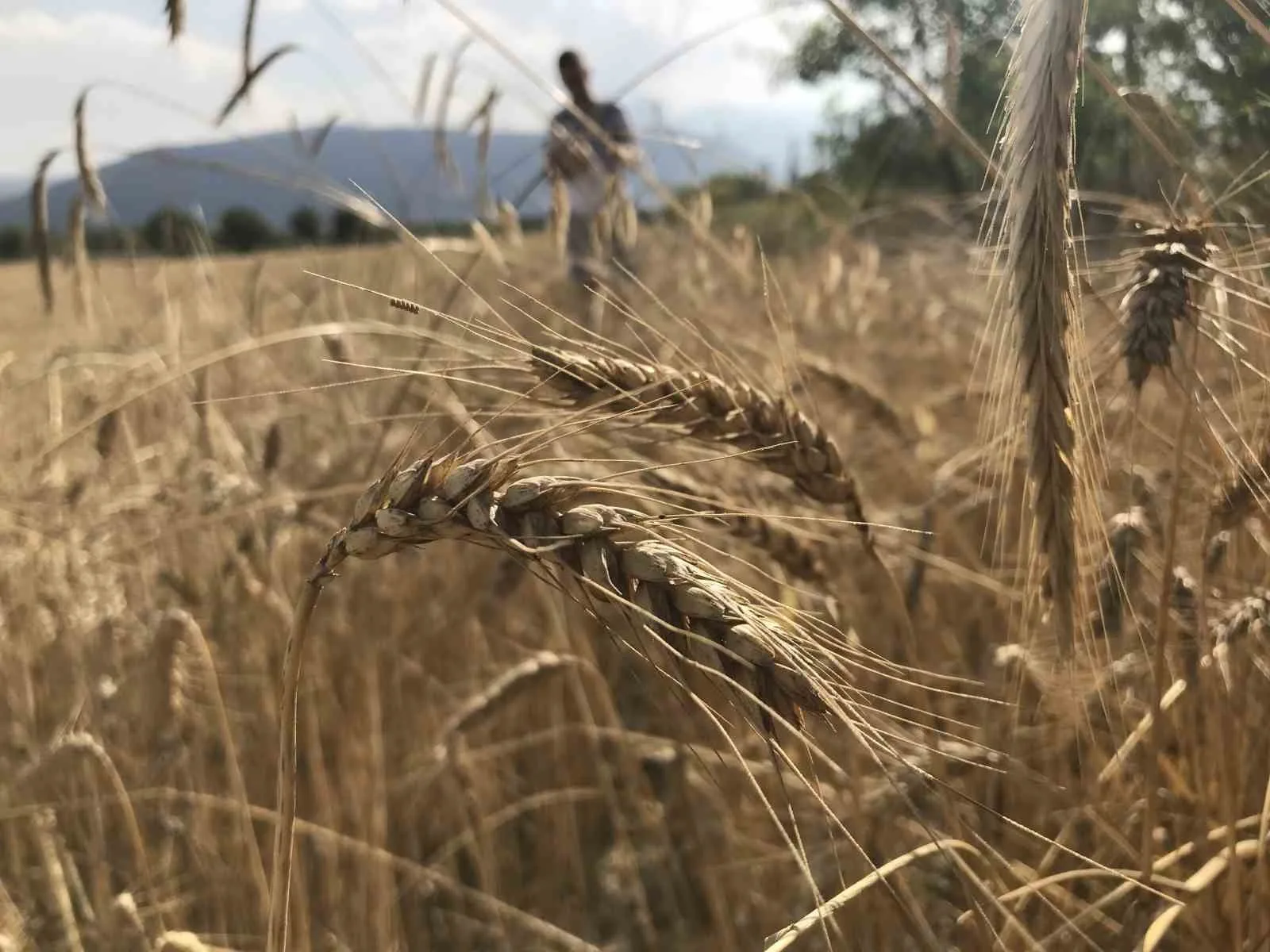 Uluslararası Hububat Konseyi (IGC), dünya hububat arzında tüm zamanların en