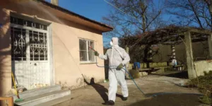 DÜZCE(İHA) – Düzce’de fındık üretimini tehdit eden Kahverengi Kokarca kışlak
