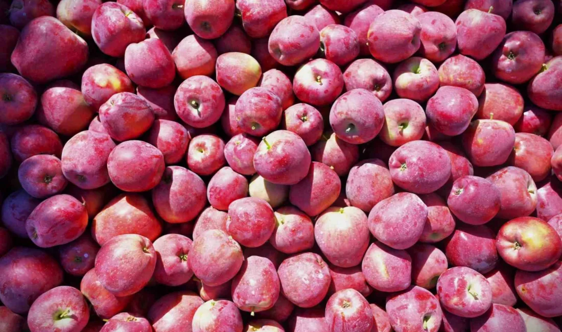 Türkiye’nin önemli elma üretim merkezlerinden Denizli’nin Çivril ilçesinde 2025 sezonunun