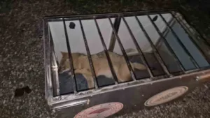 Bartın’da otomobiliyle seyir halindeki sürücü, aniden yola atlayan tilkiye çarptı.