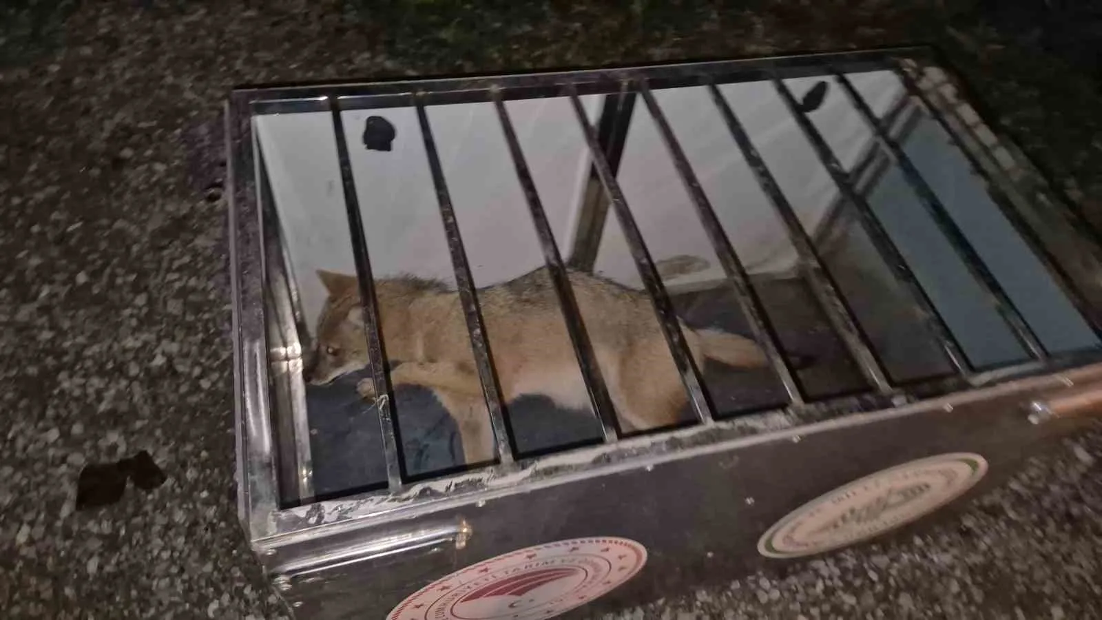 Bartın’da otomobiliyle seyir halindeki sürücü, aniden yola atlayan tilkiye çarptı.
