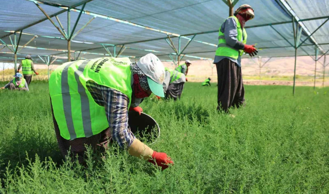 Elazığ’da Orman Bölge Müdürlüğüne ait Altınova fidanlığında yetişen fidanlar, kadınlar