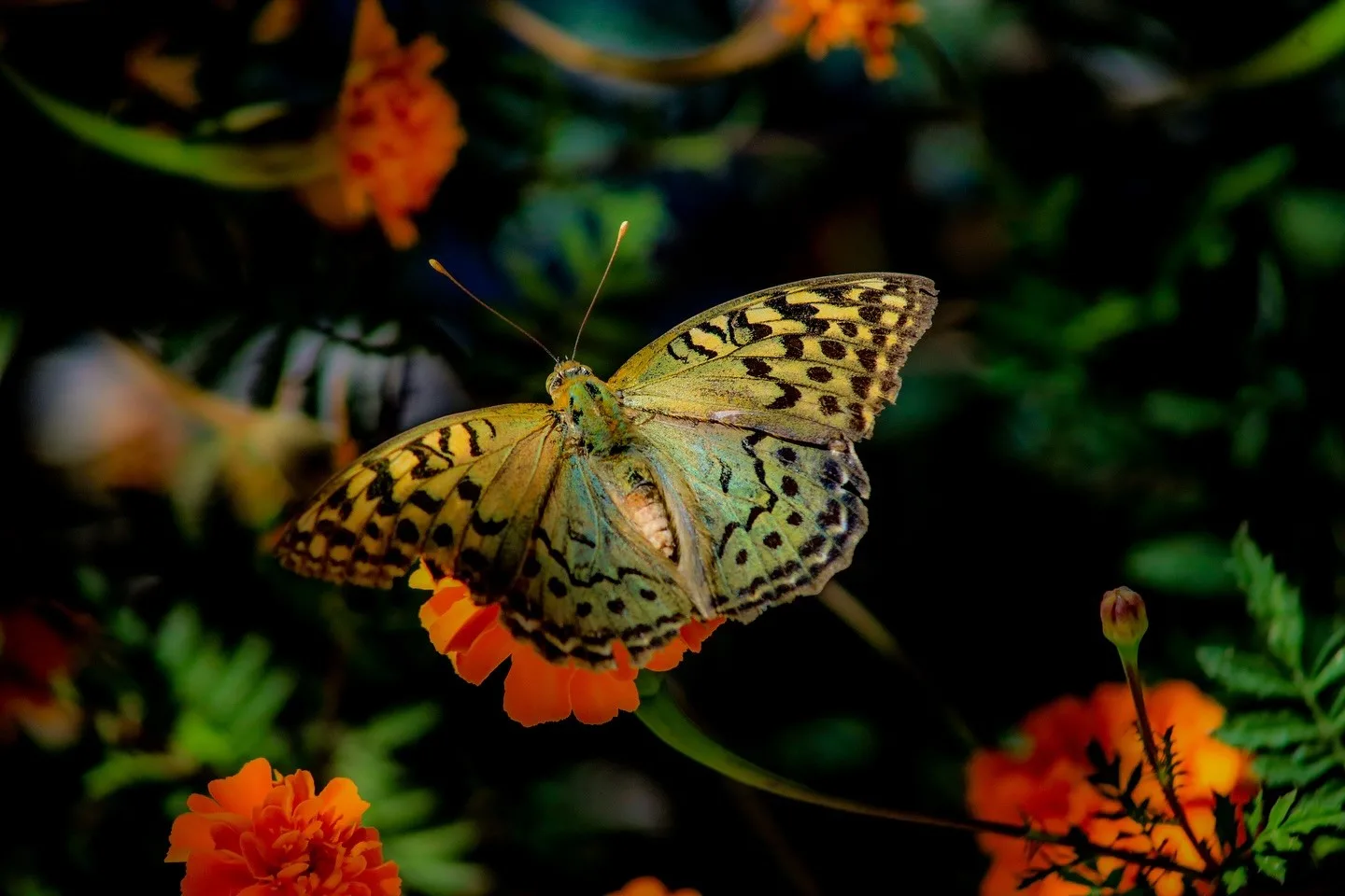 Elazığ’da kelebeklerin çiçeklerle buluşma anı ve ortaya çıkan fotoğraf kareleri,