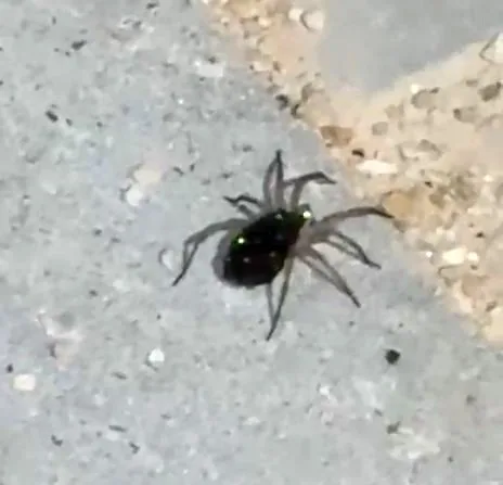 Elazığ’da kurt örümceği, sırtındaki yavrularıyla birlikte görüntülendi. Nadir türler arasında