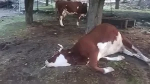 Elazığ’ın Palu ilçesinde yıldırım düşmesi sonucu 2 inek telef oldu.