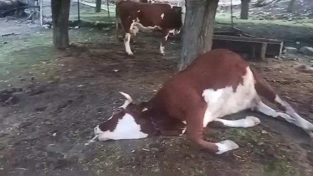 Elazığ’ın Palu ilçesinde yıldırım düşmesi sonucu 2 inek telef oldu.