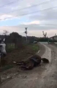 Kocaeli’nin Gebze ilçesinde kaçak elektrik hattından kaynaklandığı iddia edilen akıma