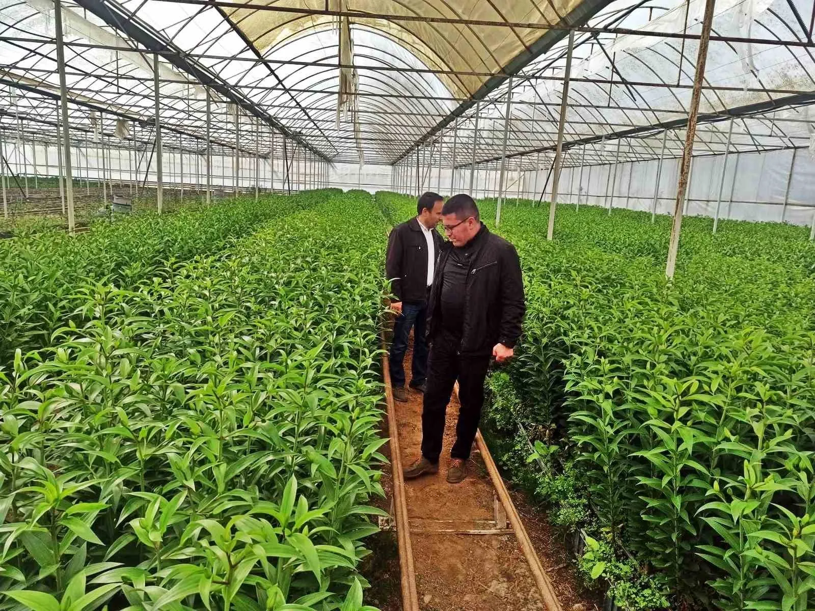 Emet İlçe Tarım ve Orman Müdürlüğünce ilçede seracılık faaliyeti yapmak