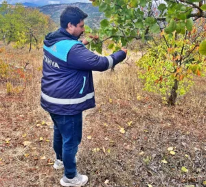 Kütahya Emet İlçe Tarım ve Orman Müdürlüğü teknik personeli tarafından,