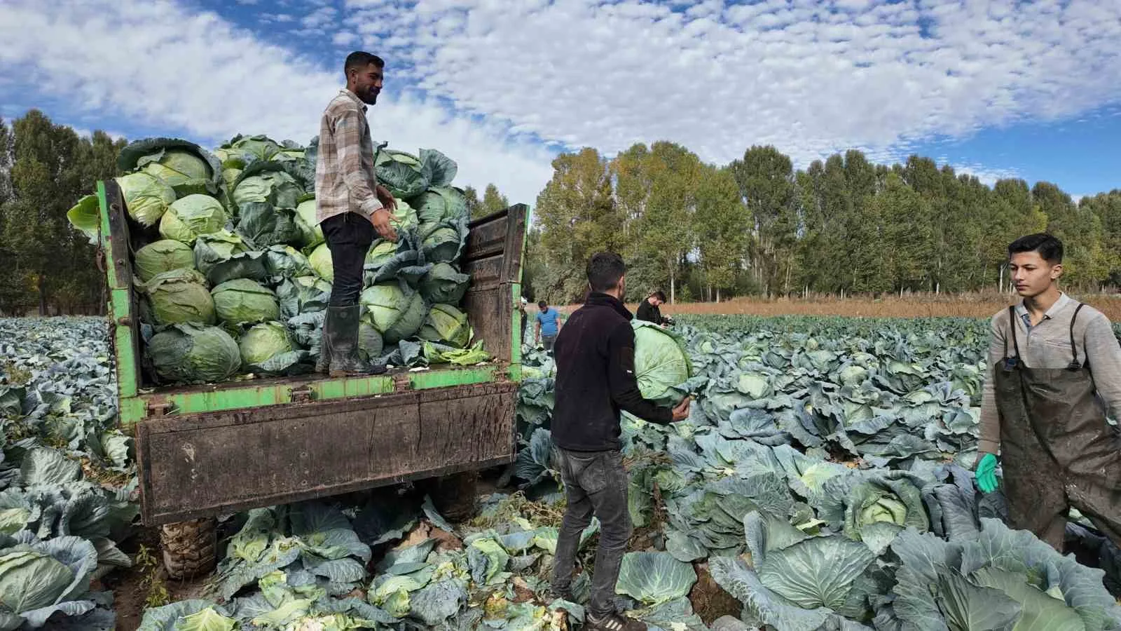 VAN (İHA) – Van’ın Erciş ilçesinin coğrafi tescil işaretli lahanasının