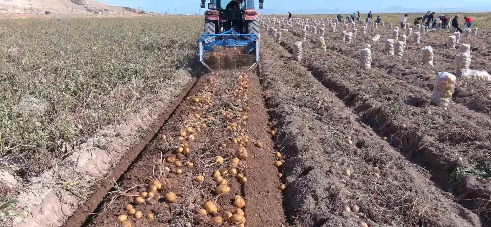 Van’ın Erciş ilçesinde kışlık patates hasadına başlandı. En çok tüketilen