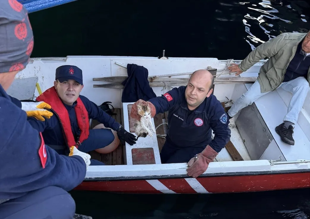 Balıkesir’in Erdek ilçesi Liman mevkisinde denize düşen yavru kedi, itfaiye