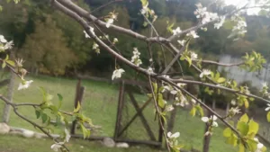 Karabük’ün Yenice ilçesinde bir erik ağacının ekim ayının ortasında çiçek