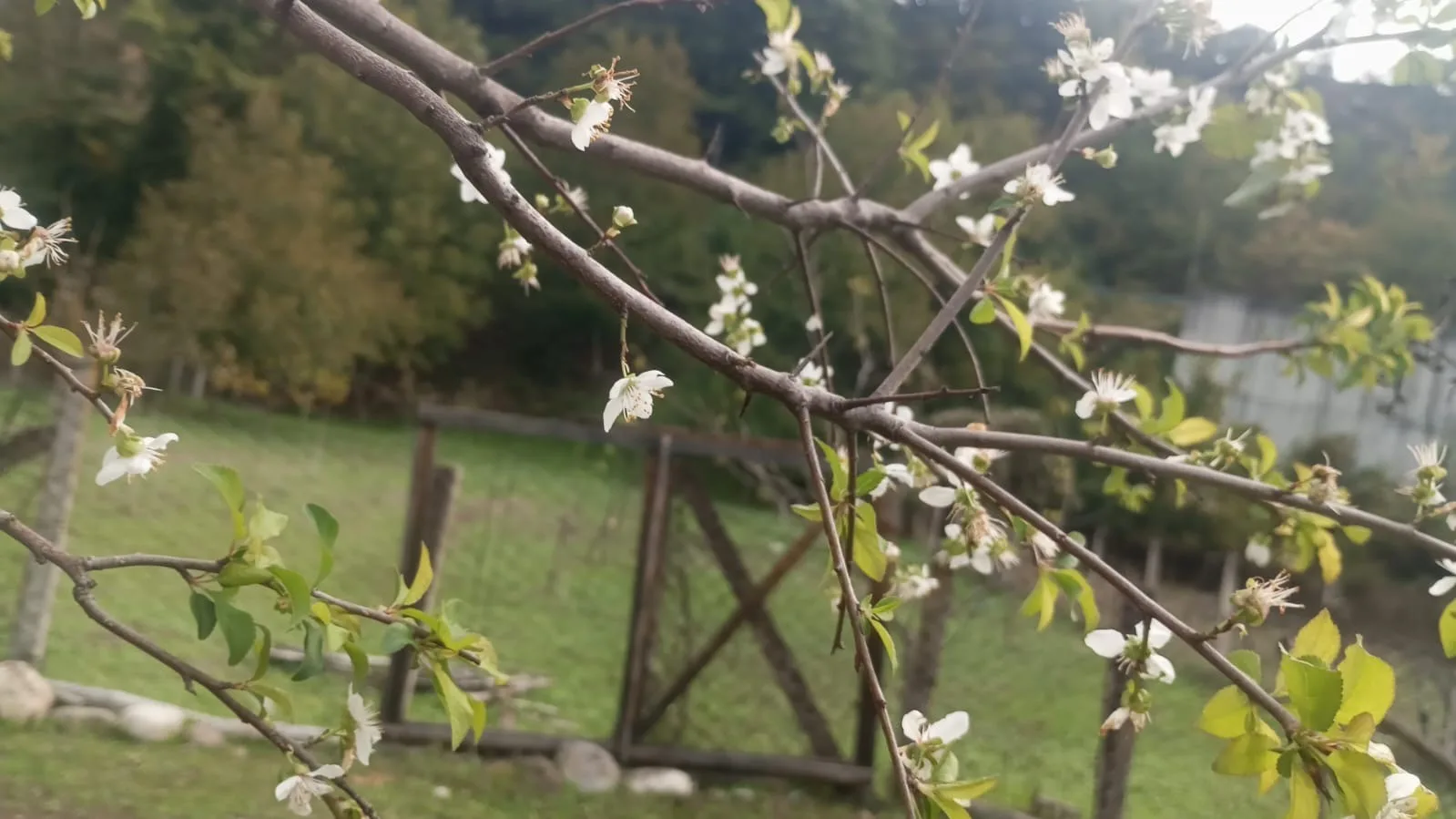 Karabük’ün Yenice ilçesinde bir erik ağacının ekim ayının ortasında çiçek