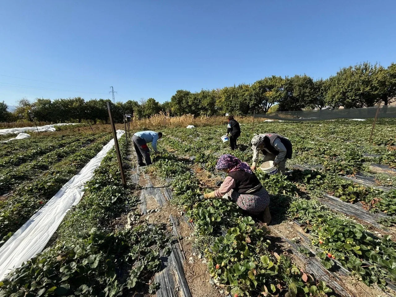Erzincan’ın Üzümlü ilçesinde çilek üretimi yapan Biyomühendis Uğur Yunus Karatepe,