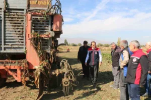 Erzincan ve ilçelerinde şekerpancarı hasadı tüm hızıyla sürüyor. Hasadın kasım