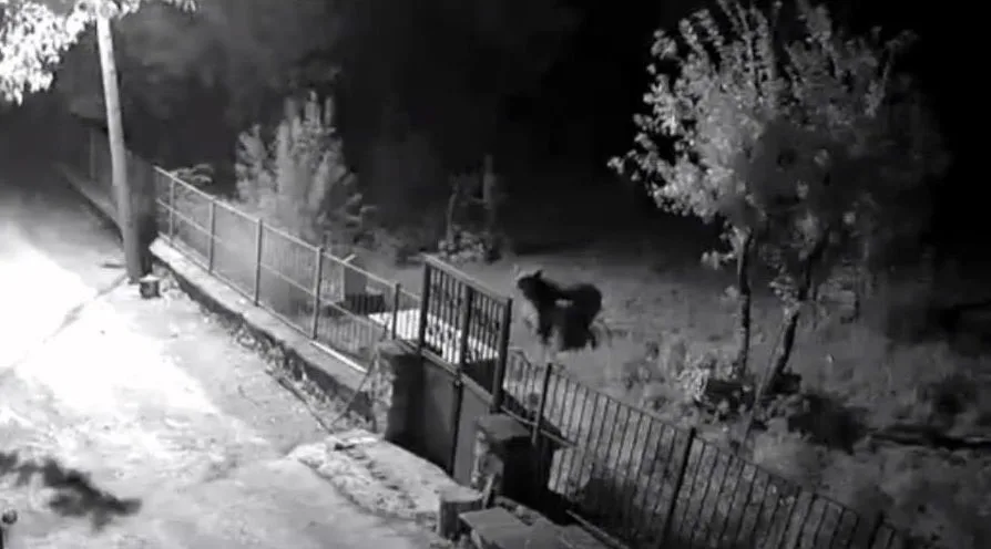 Erzincan’ın Kemaliye ilçesinde son günlerde yaban hayvanlarının ilçe merkezi ve