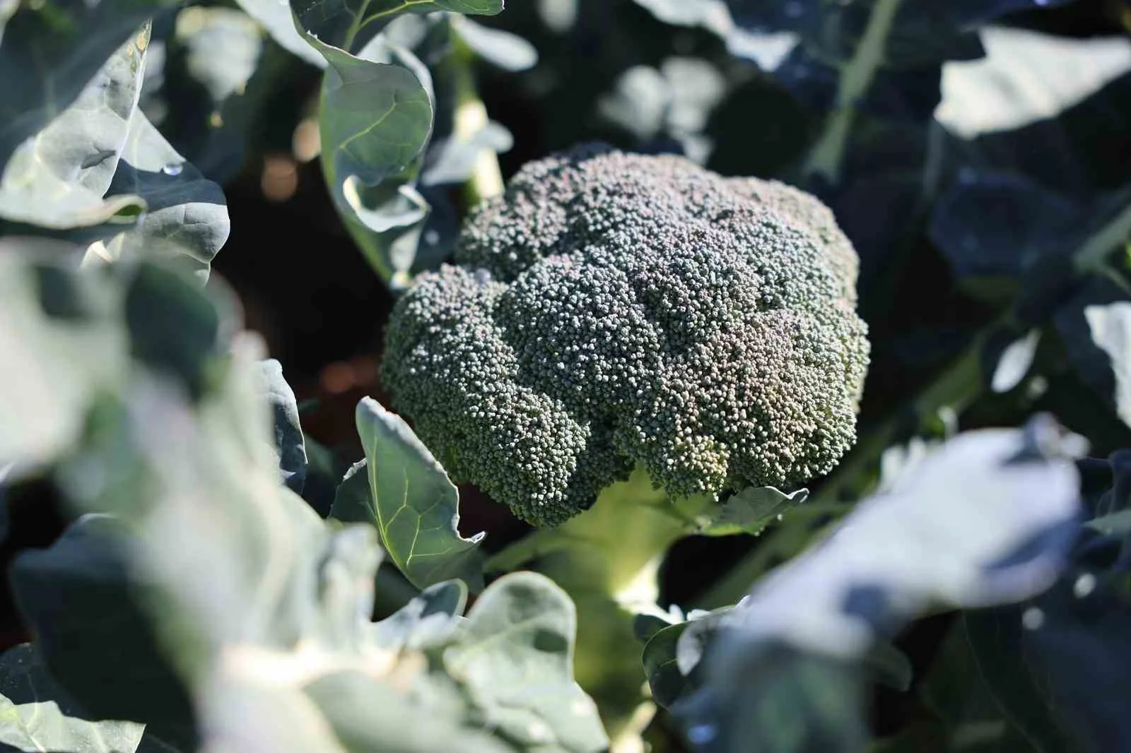 Erzurum’da tarımsal üretimde yeni bir sayfa açılıyor. Yaz aylarında buğday