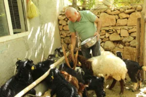 Şırnak’ta, İş-Kur’un desteğiyle hayatını yeniden kuran eski hükümlü Tahir Keskin,